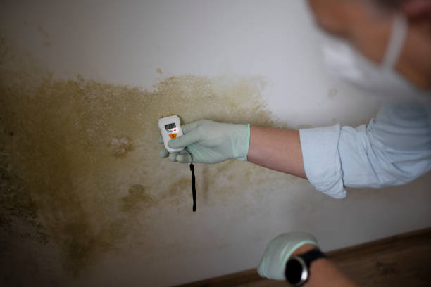 Best Commercial Mold Removal  in Spring Lake Heights, NJ