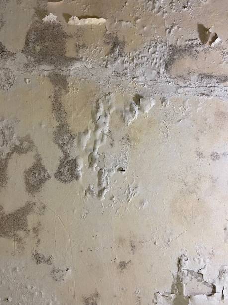 Best Attic Mold Removal  in Spring Lake Heights, NJ