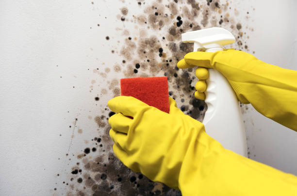 Best Black Mold Removal  in Spring Lake Heights, NJ