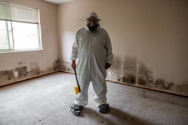 Best Attic Mold Removal  in Spring Lake Heights, NJ