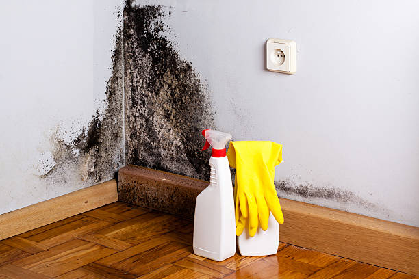 Best Residential Mold Removal  in Spring Lake Heights, NJ