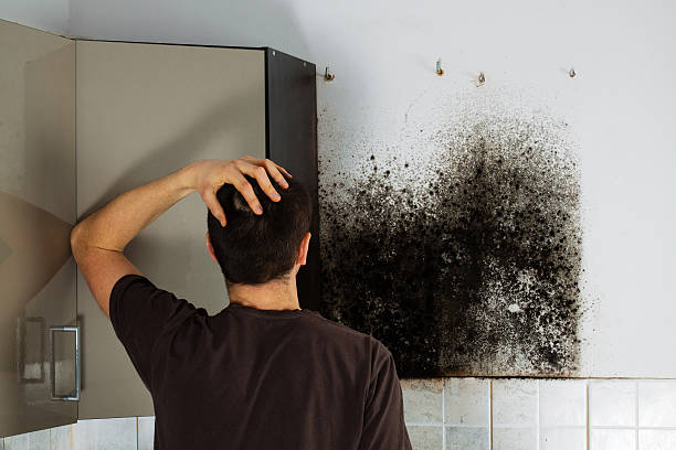 Best Certified Mold Removal  in Spring Lake Heights, NJ